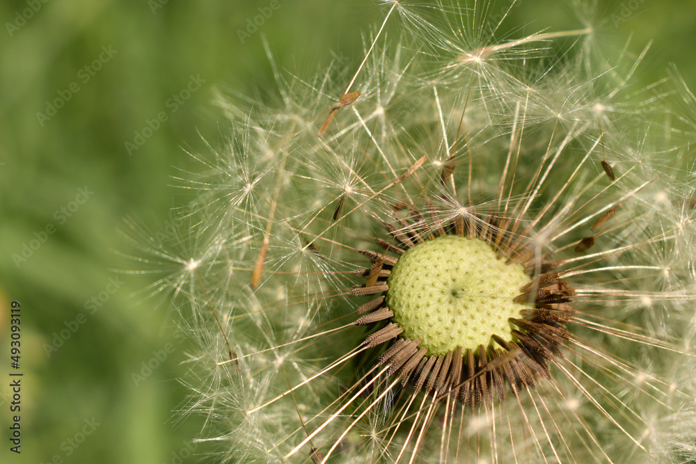 White dandelion flower close up