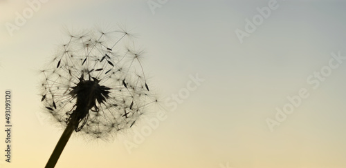 Dandelion against sunrise sky