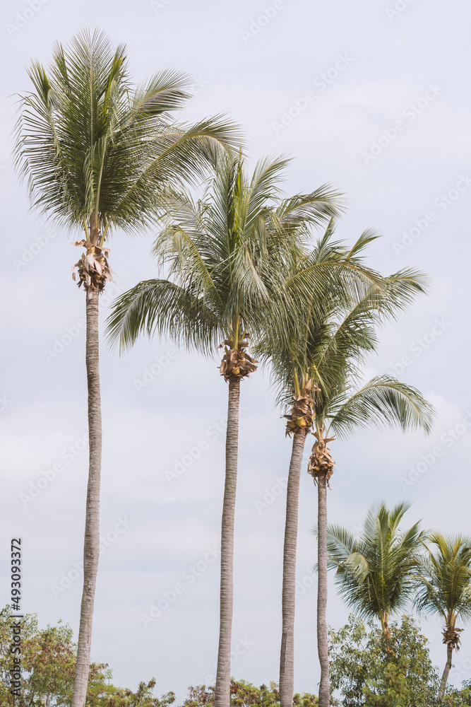 palm trees in wind palm trees in wind
