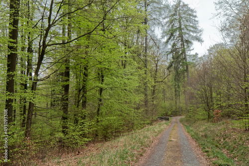 Forest Road. © MiroslawKopec