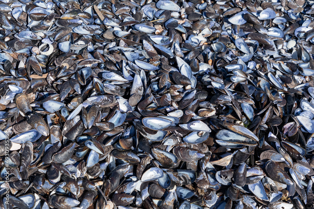 Close up on a large amount of mussel shells on a beach in South Africa. 