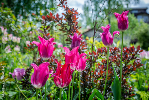 Delicate pink tulips in the garden on a natural green background. Selective soft focus. Flower garden.