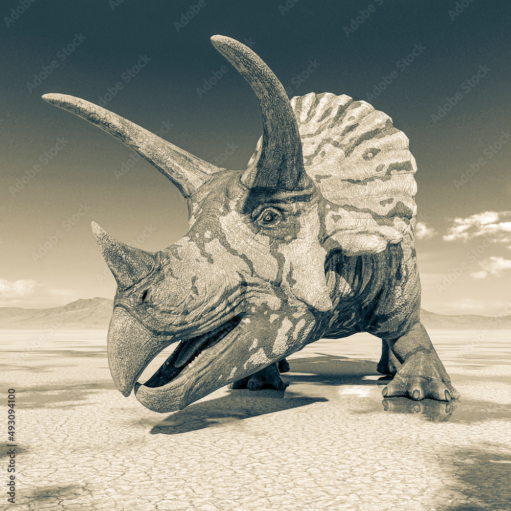 Fototapeta premium triceratops on the desert after rain