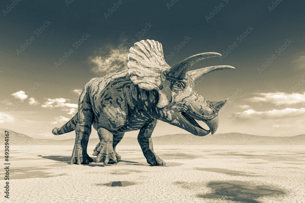 Fototapeta premium triceratops on the desert walking after rain side view