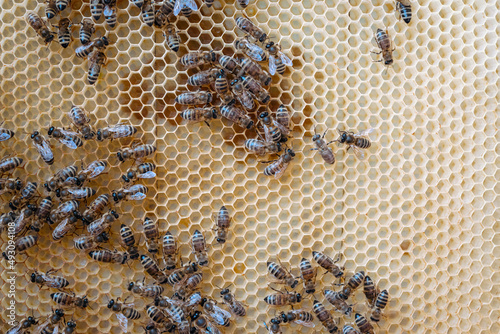 working bees on honey cells. bees on honeycomb in apiary. Honey bees in a beehive on frame. Fresh honey in comb.