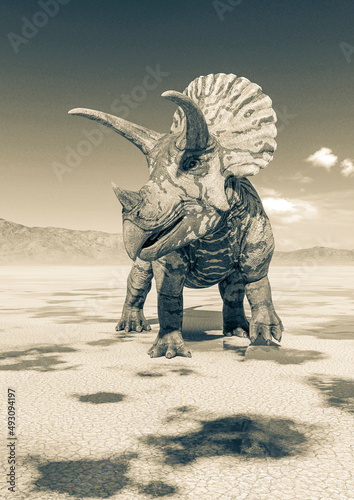 triceratops on the desert walking after rain