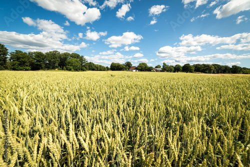 Swedish wheat field in summer season