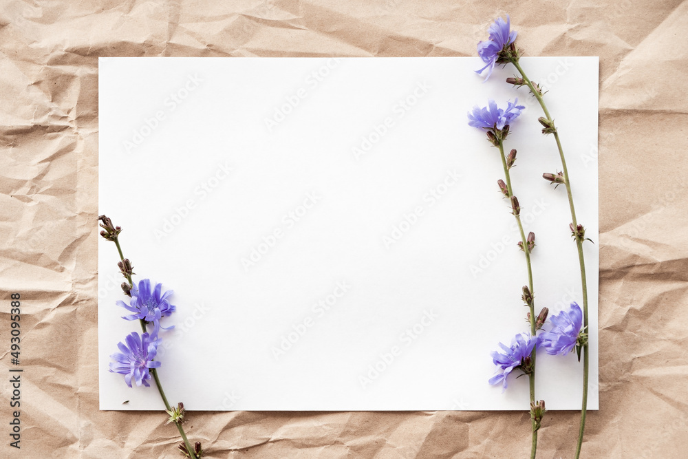 flowers on a stalk of chicory from different sides of a white sheet of paper. white paper in the center of flowers