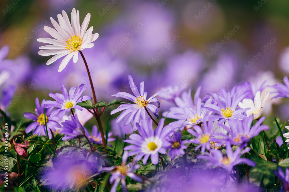 Group of purple daisy flowers in a field Group of purple daisy flowers in a field