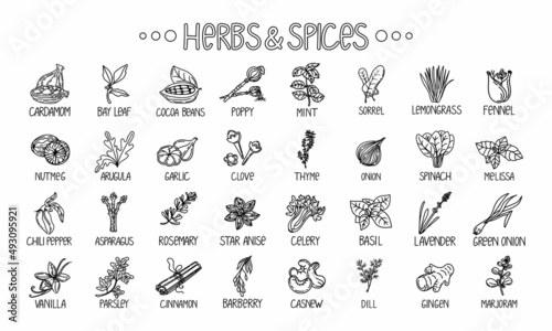 Icons of herbs and spices  drawn element in the style of a doodle. Template package design on a white background. Logo or emblem - herbs and spices - poppy  cashew  etc. Logo in a fashion line