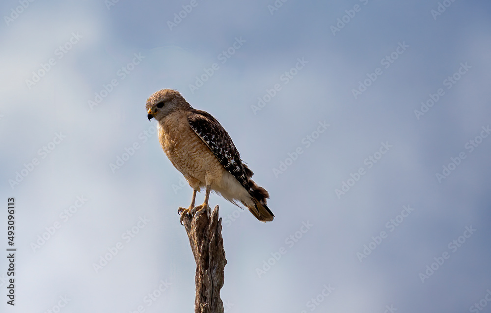 Red Shouldered Hawk Red Shouldered Hawk