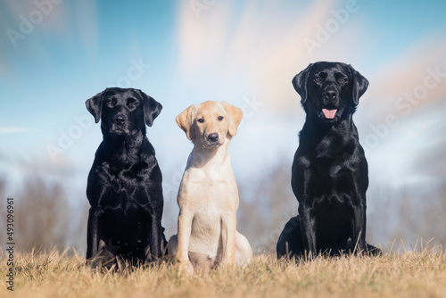 Photography 3 dogs portrait