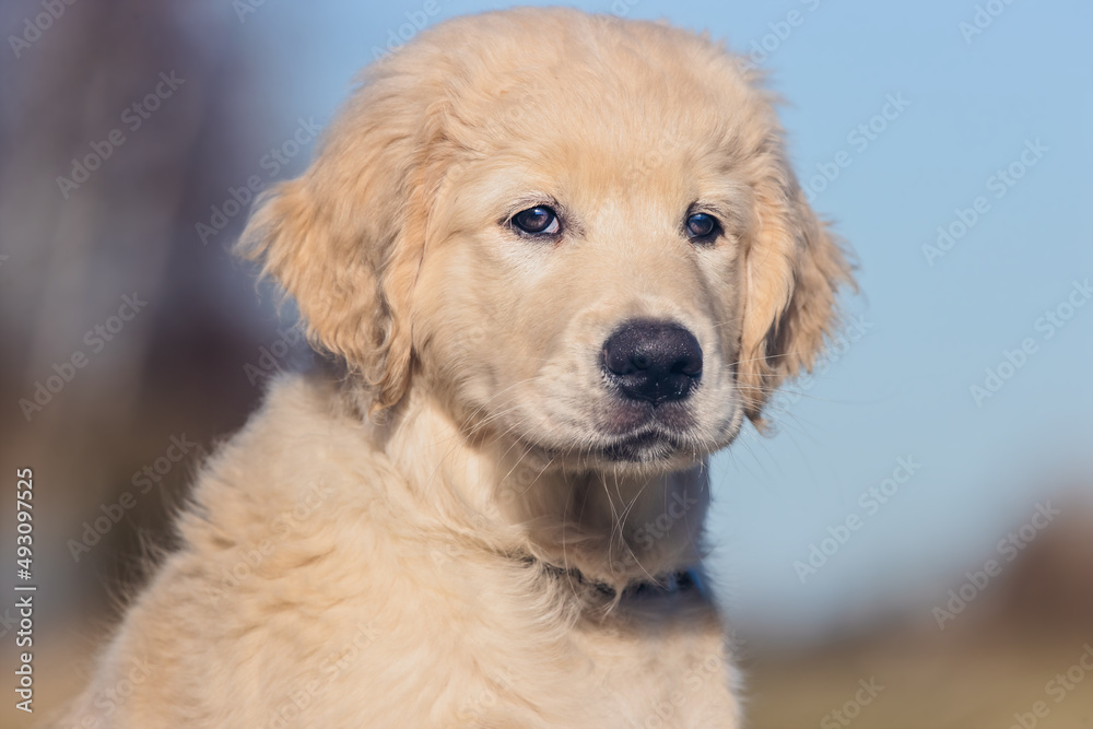 golden retriever puppy