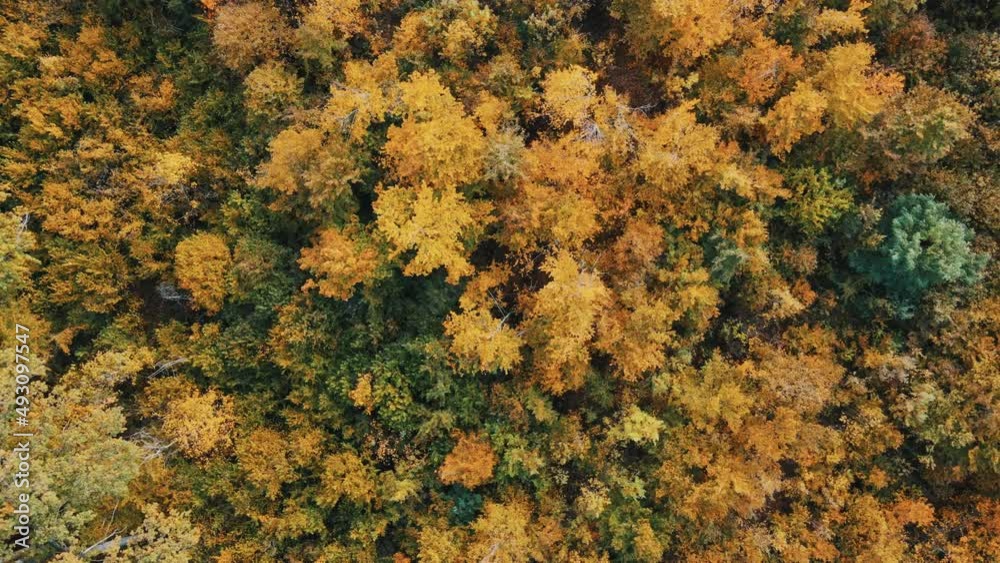Aerial view over the forest.Vertical background of treetops Aerial view over the forest.Vertical background of treetops