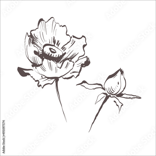 Vector poppy. Floral botanical flower. Wild spring leaf wildflower isolated. Vector wildflower for background, texture, wrapper pattern, frame or border