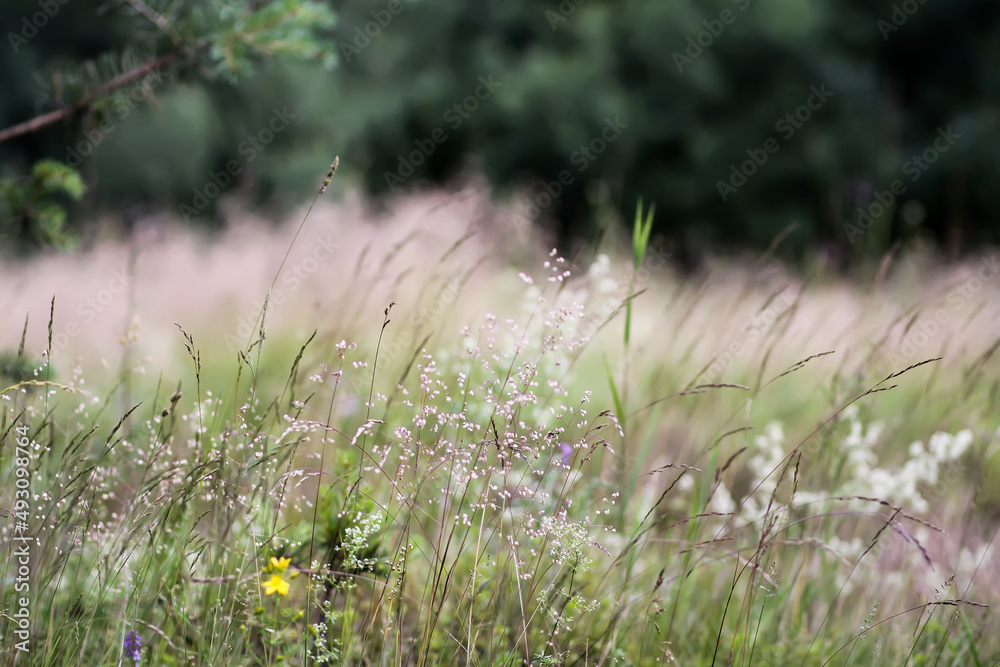 Wildflowers on summer field in the countryside. Summer nature details. Wildflowers on summer field in the countryside. Summer nature details.