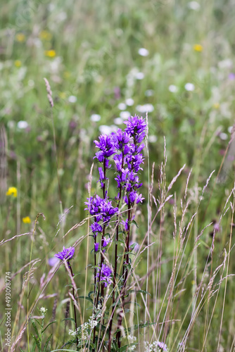 Purple campanula wildflowers on summer meadow in bloom. 