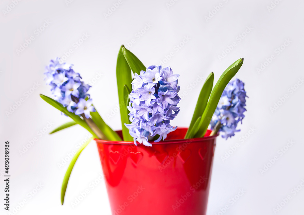 Purple hyacinth flowers. 