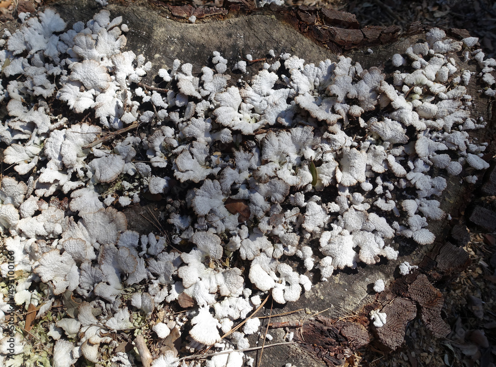 champignons de tronc champignons de tronc