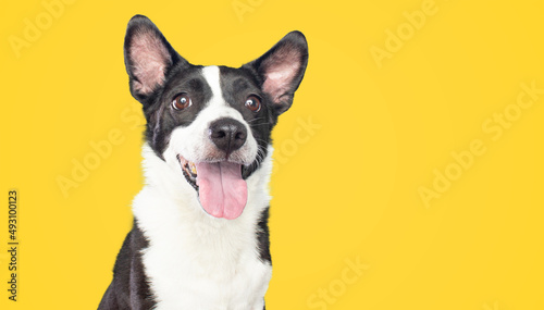 Cute happy mixed breed black and white small dog smiling isolated on yellow background