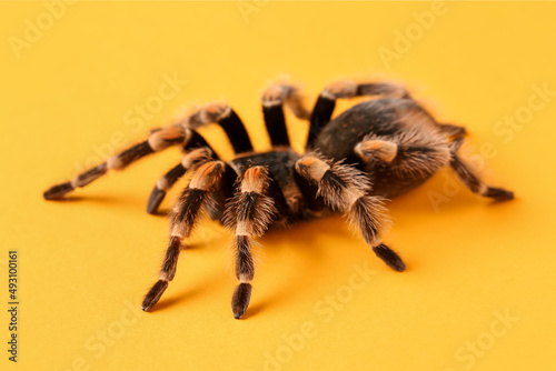 Scary tarantula spider on orange background