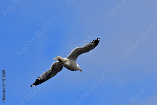 Ring-billed Gull showing black primary feathers, Palo Alto Baylands, California  photo