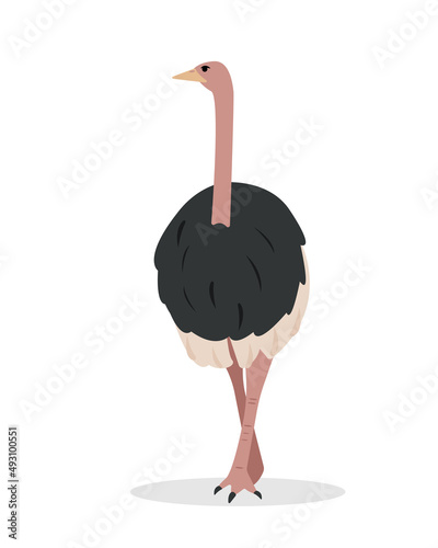 Big Ostrich bird staying on leg isolated on white background. African animal in zoo or wildlife. Flat or cartoon icon vector illustration for nature design.