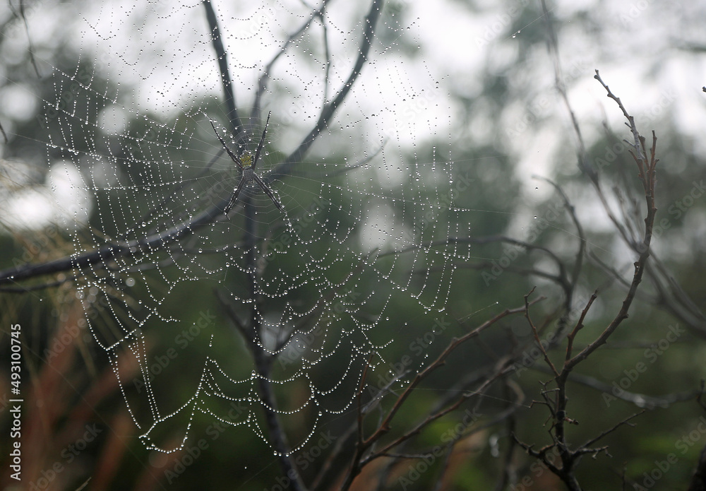 Yellow garden spider on web