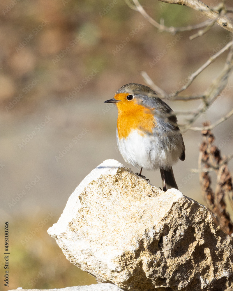 wildlife birds : European robin ( Erithacus rubecula ) sitting on a stone wildlife birds : European robin ( Erithacus rubecula ) sitting on a stone