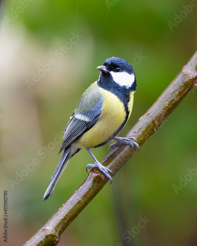 wildlife birds: great tit ( Parus major ) sitting on a branch in front of green background