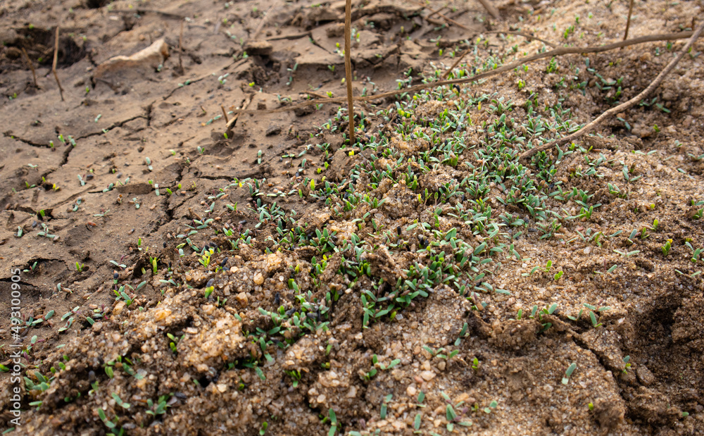 Green Plant Sprout in the Desert Soil Green Plant Sprout in the Desert Soil