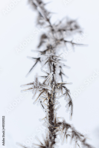 Plant covered by ice