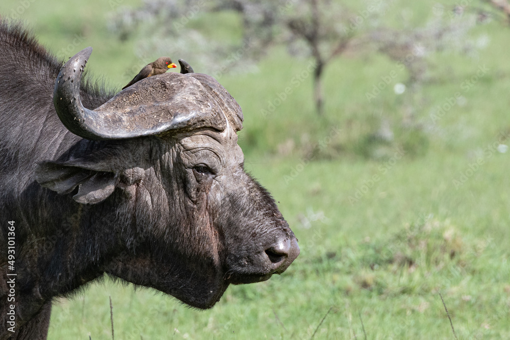 portrait of a cape buffalo in the wild