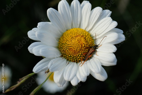 FU 2021-06-19 Wiehl 193 Auf der Blüte der Margerite ist ein Insekt