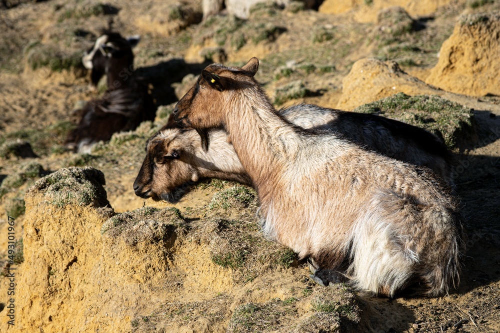 Obraz premium Goats resting in the dunes