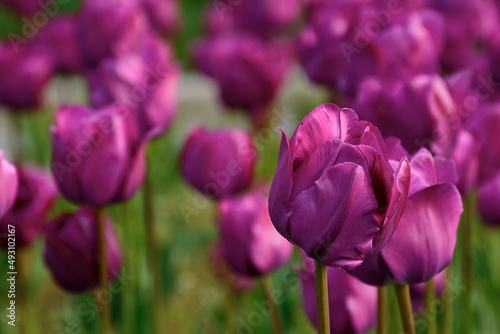 blooming purple tulip flowers in the garden. beautiful floral closeup nature background in spring © Pellinni