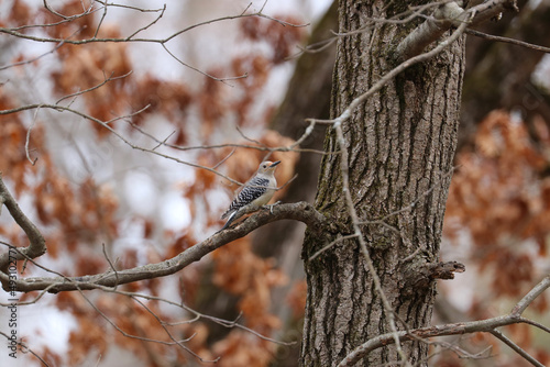 A red-bellied woodpecker sits in a tree.
