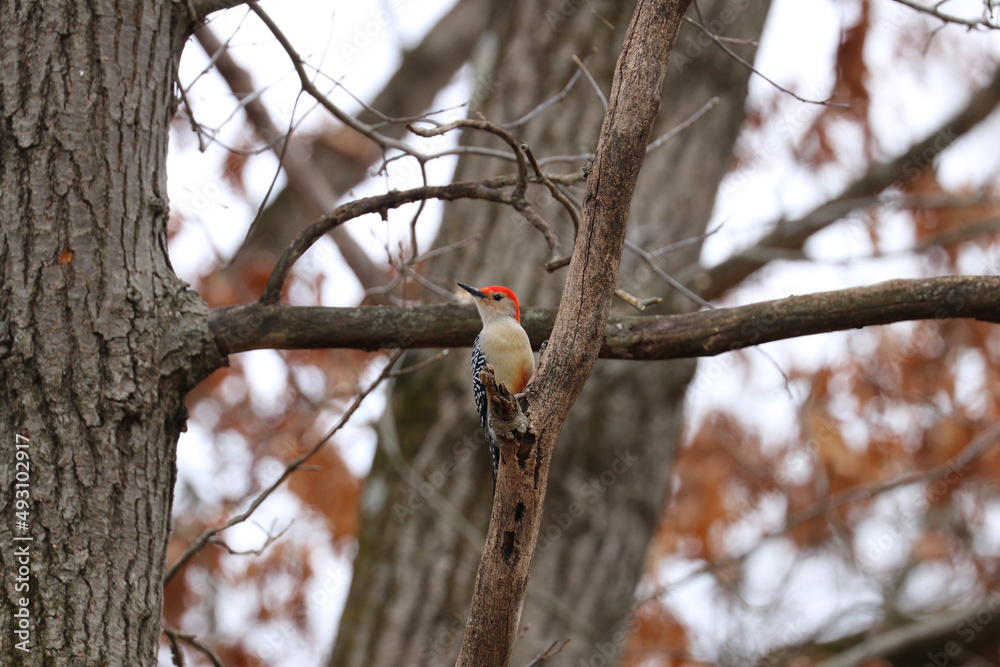 A red-bellied woodpecker in atree. A red-bellied woodpecker in atree.
