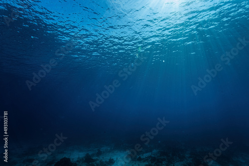 underwater view of the world © Pavel Karchevskii
