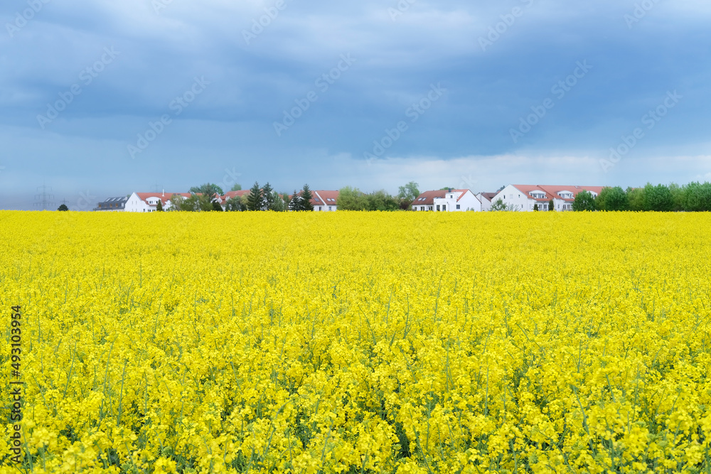 yellow rapeseed field, village, houses, suburb, real estate, summer, natural, environmental concept, vegetable oil production stage for products, machines, mechanisms, postcards, wallpapers
