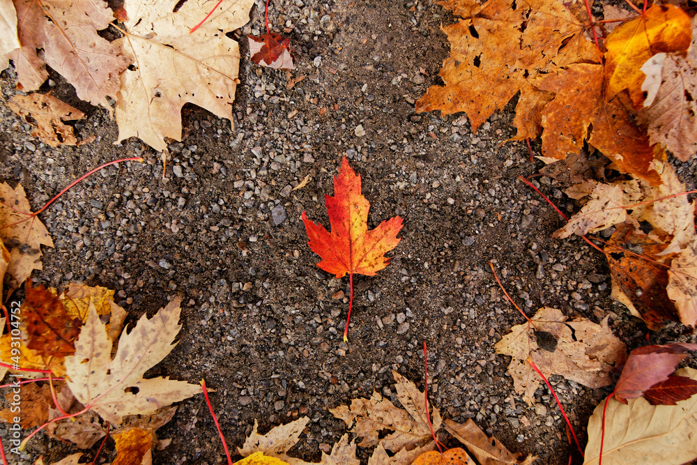 autumn in the forest, orange fall leaves, negative space autumn in the forest, orange fall leaves, negative space