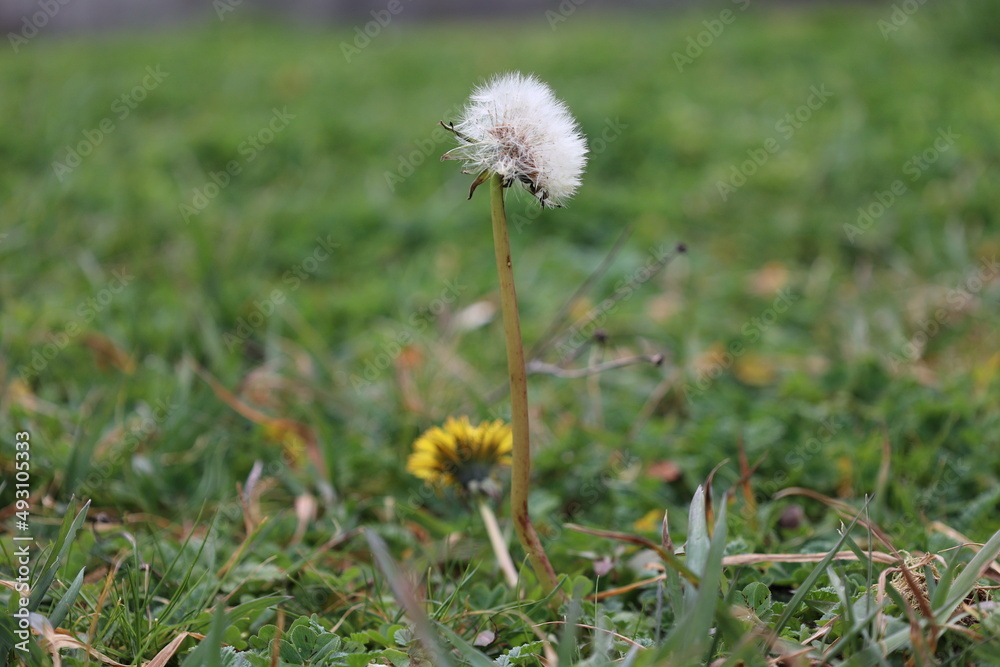 White Dandelion with Yellow Dandelion Beneath White Dandelion with Yellow Dandelion Beneath