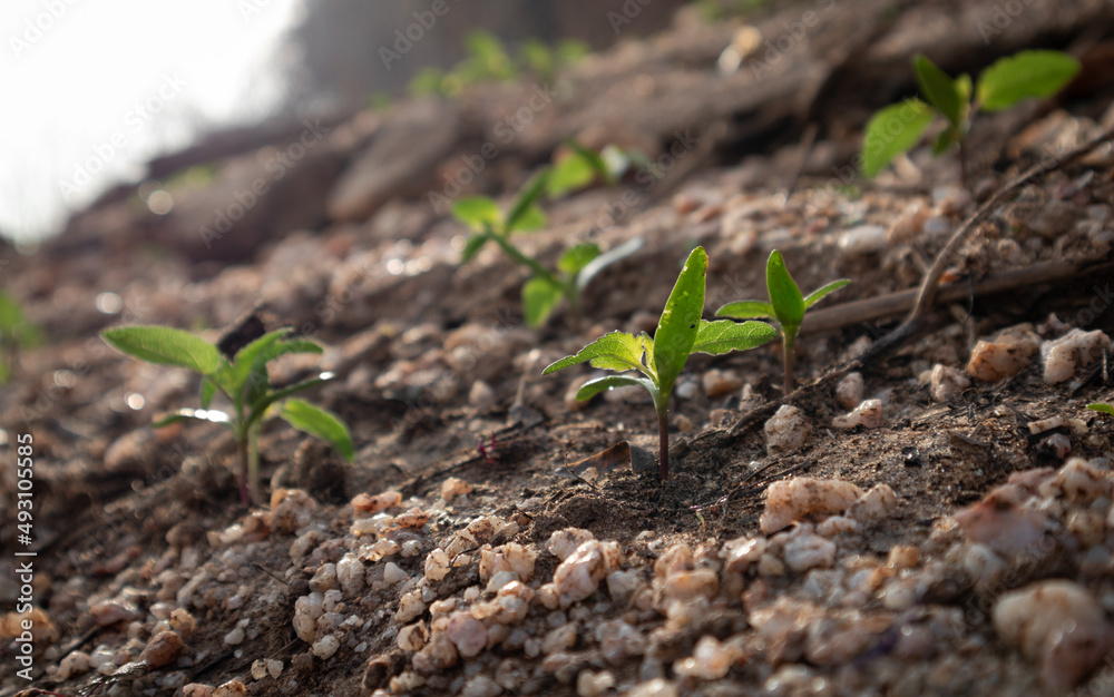 Green Plant Sprout in the Desert Soil