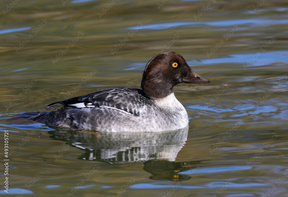 A side profile of a Juvenile Male Goldeneye swimming in a green and blue water lake, with pretty brown head feathers and striking yellow eye in the Fall season. A side profile of a Juvenile Male Goldeneye swimming in a green and blue water lake, with pretty brown head feathers and striking yellow eye in the Fall season.