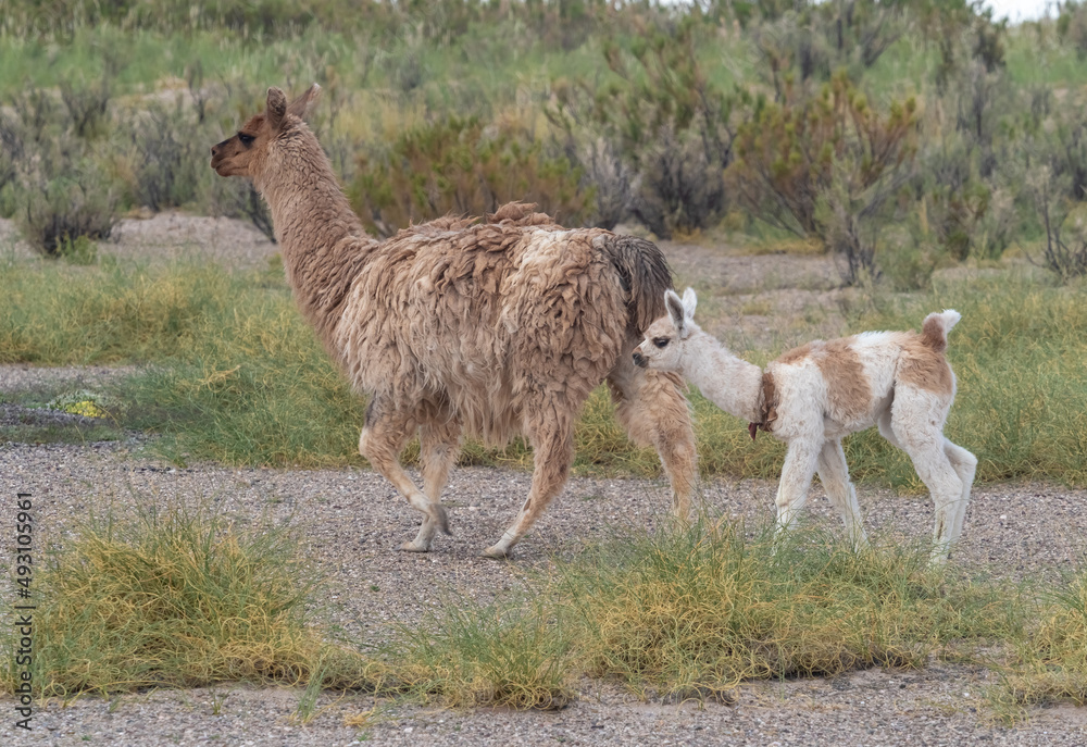Baby llama following its mother on the high altitude green fields near the Salinas Grandes salt flat, Jujuy province, Northern Argentina Baby llama following its mother on the high altitude green fields near the Salinas Grandes salt flat, Jujuy province, Northern Argentina