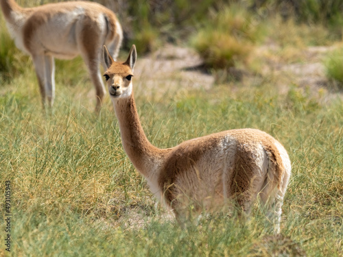 A pretty Vicuña on the high altitude green fields near the Salinas Grandes salt flat, Jujuy province, Northern Argentina
