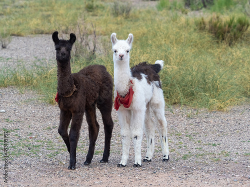Cute pair of baby llamas on the high altitude green fields near the Salinas Grandes salt flat, Jujuy province, Northern Argentina