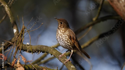 Turdus philomelos. Song thrush announcing the beginning of spring with its song from the branch of a tree photo