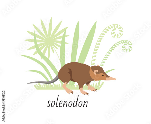 Animal solenodon isolated on white background. Tropical plants. Vector flat illustration
