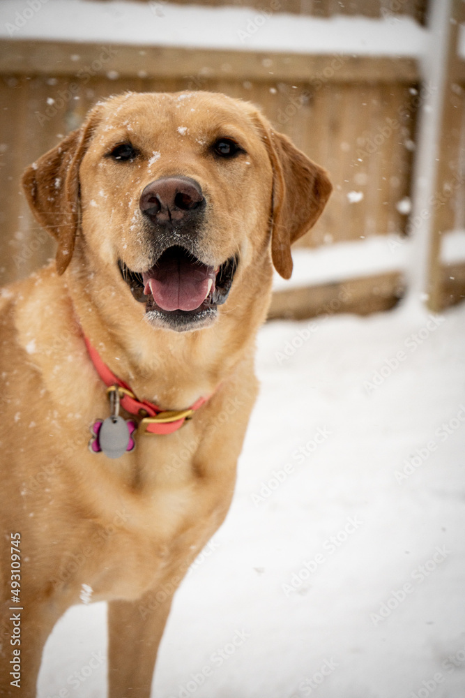 Yellow lab playing in snow